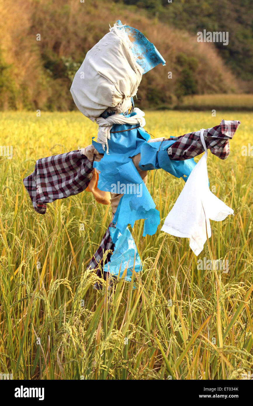 Humanoid scarecrow in rice field , decoy , mannequin , Coorg , Madikeri , hill station , Kodagu district , Western Ghats , Karnataka , India , Asia Stock Photo