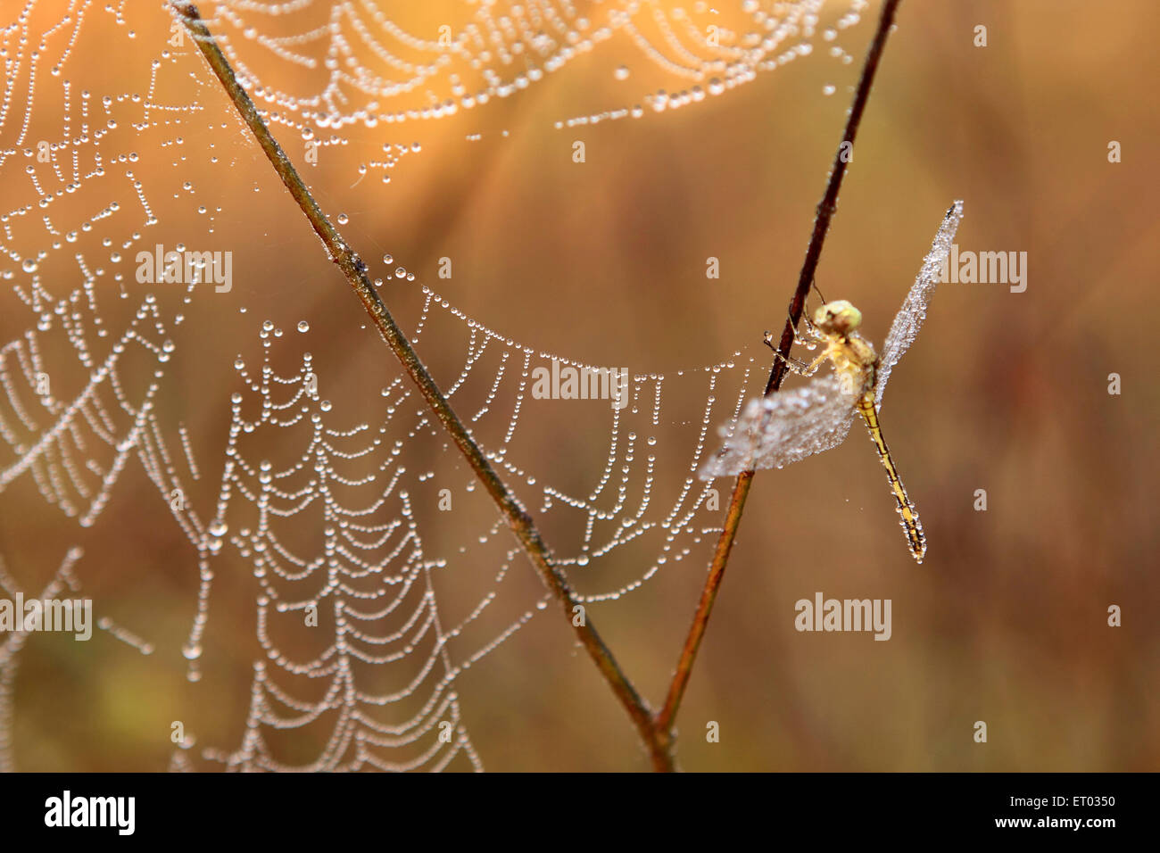 Spider web with dewdrops , spiderweb, spider's web, cobweb , Coorg , Madikeri , hill station , Kodagu , Western Ghats , Karnataka , India , Asia Stock Photo