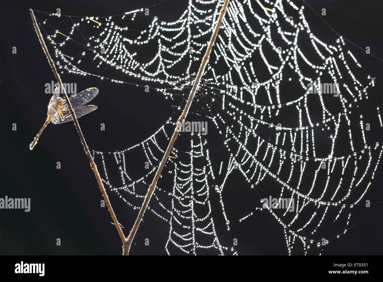 Spider web with dewdrops , spiderweb, spider's web, cobweb , Coorg , Madikeri , hill station , Kodagu , Western Ghats , Karnataka , India , Asia Stock Photo