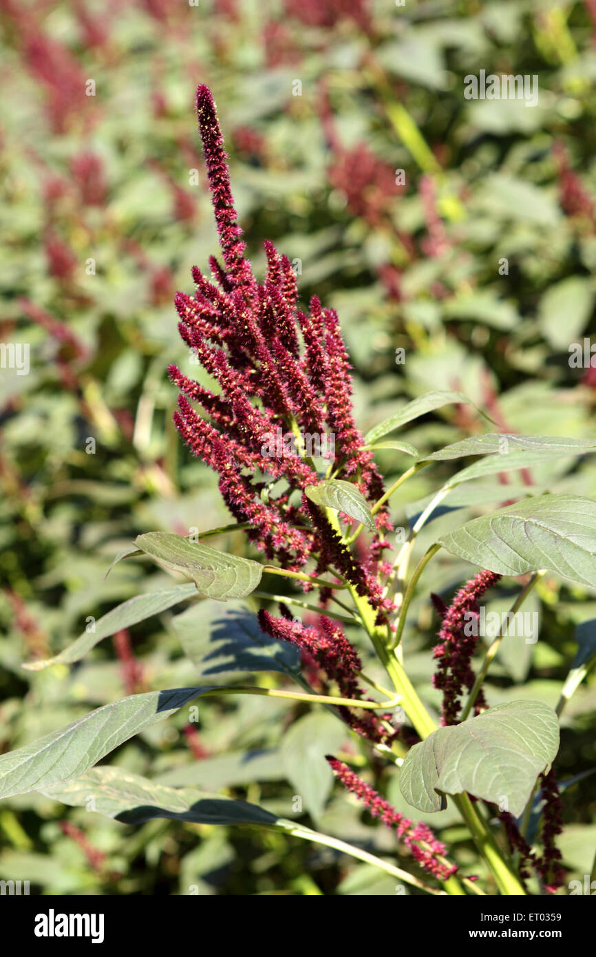 Red amaranth plant hires stock photography and images Alamy