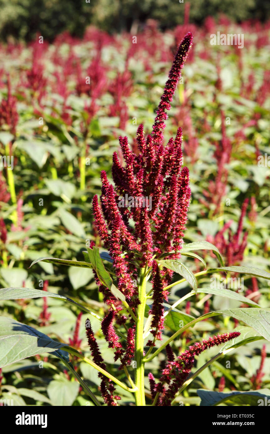 Amaranth , ramdana , pigweed , Amaranthus , Rajgira , plant , Nadiad , Kheda district , Gujarat , India , Asia Stock Photo