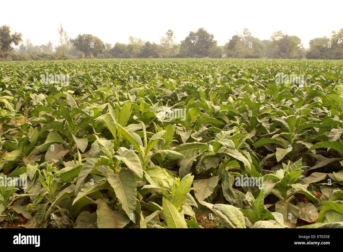 Indian tobacco plantation hi-res stock photography and images