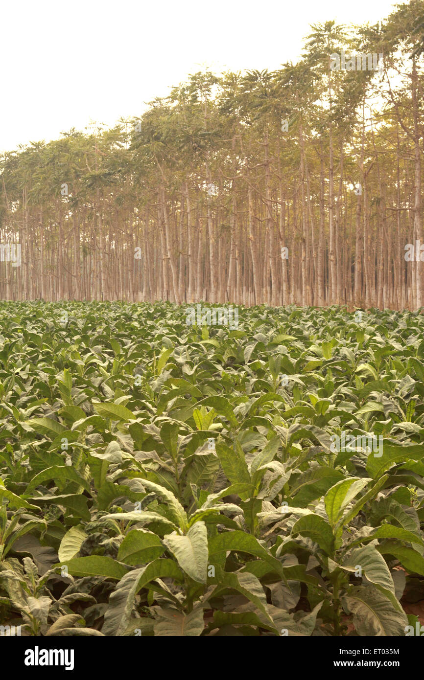 india tobacco industry Tobacco industry vertical hi-res stock photography and images