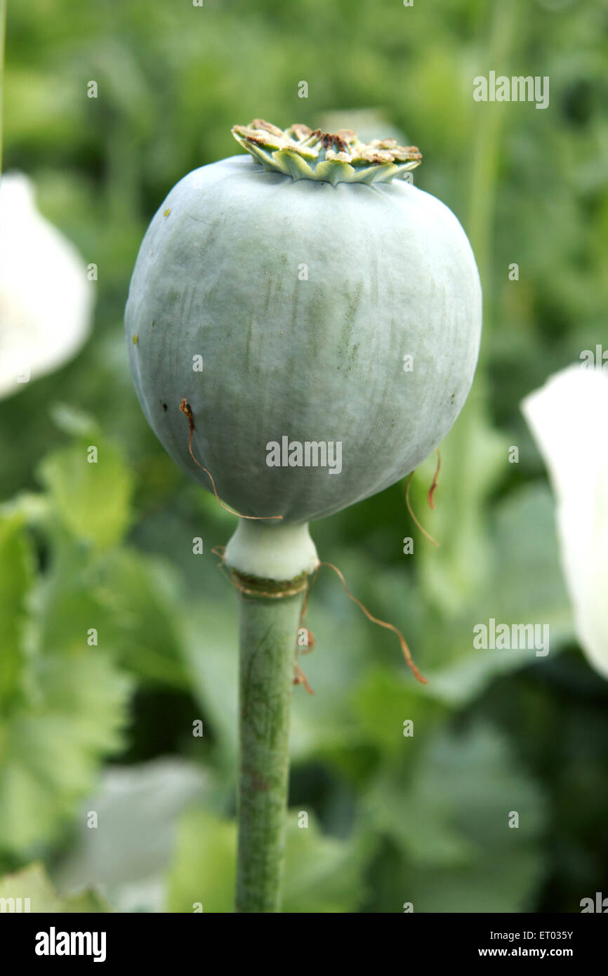 Poppy flowers bulb ; Neemuch ; Madhya Pradesh ; India Stock Photo