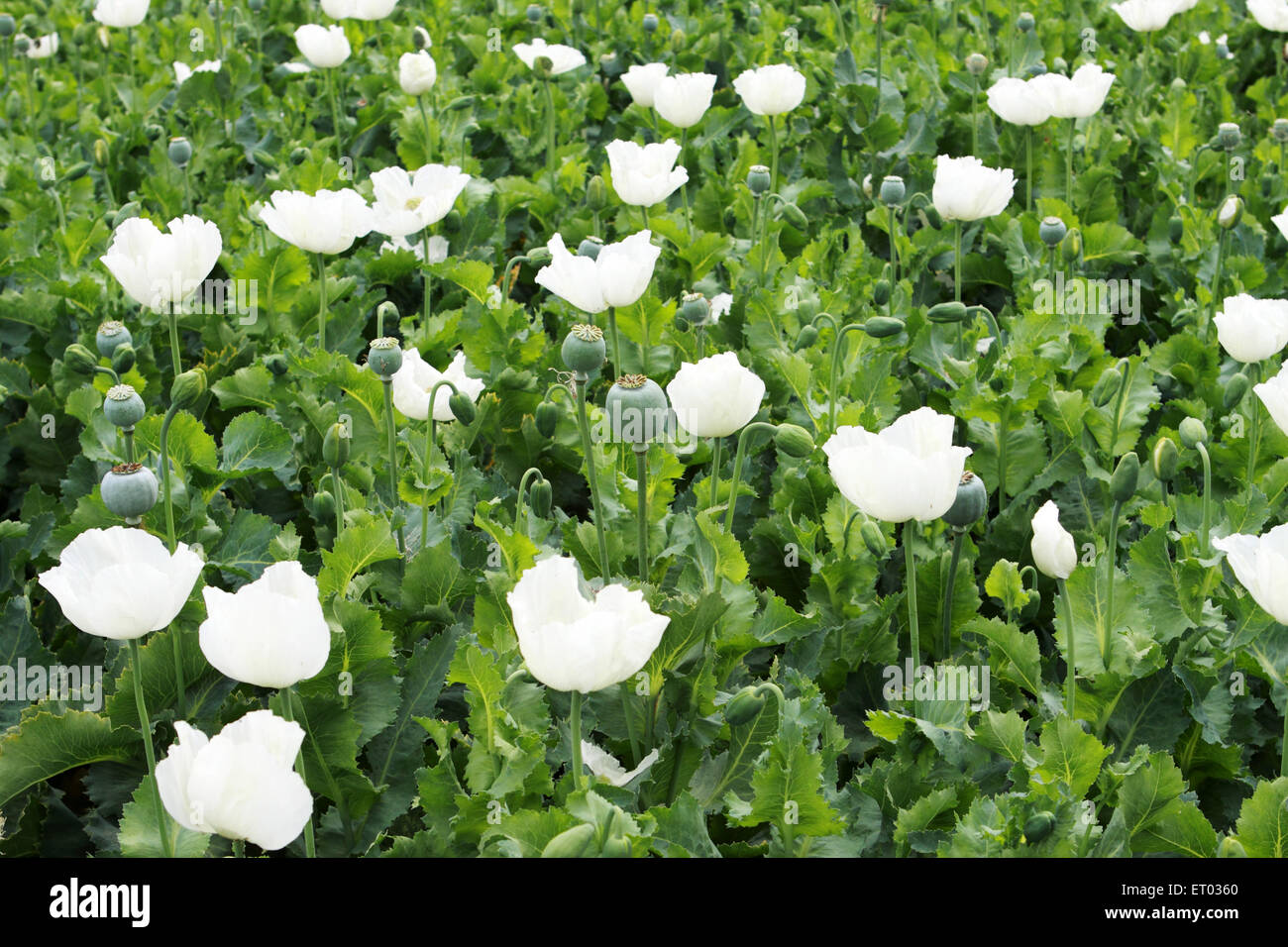 Poppy flower plantation , Neemuch , Nimach , Malwa region , Madhya Pradesh , India , Asia Stock Photo