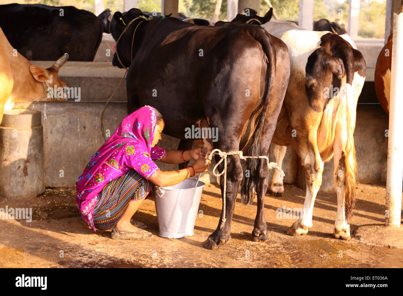 Lady milking cow ; Nadiad ; Gujarat ; India ; Asia Stock Photo