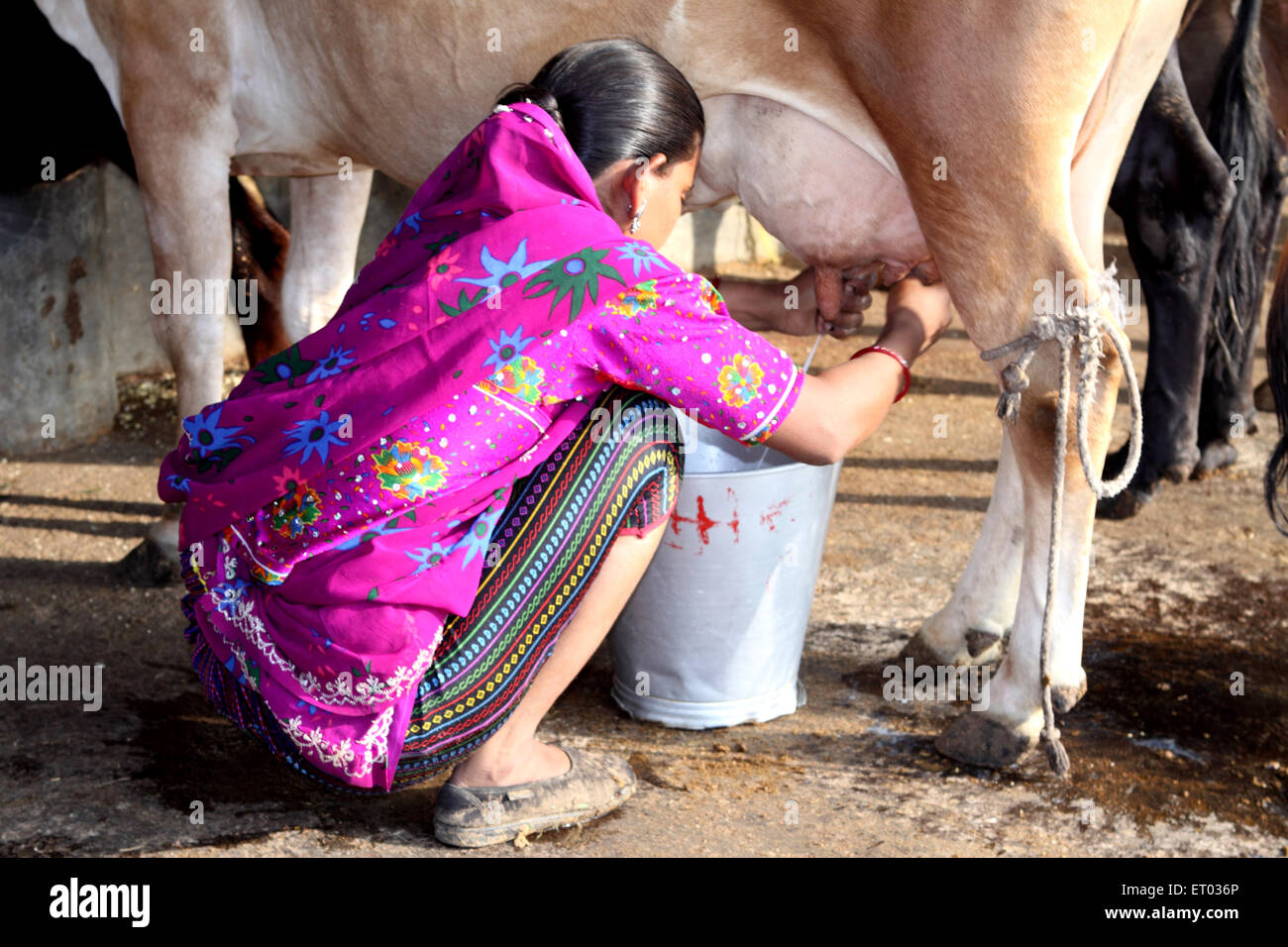 Woman milking cow ; Nadiad ; Gujarat ; India ; Asia Stock Photo
