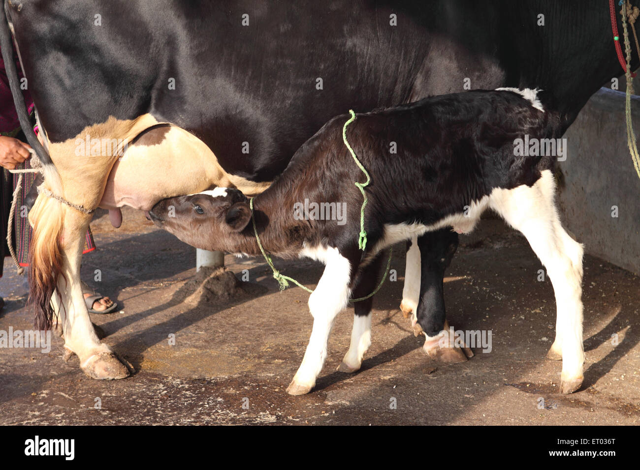 Suckling calf , Nadiad , Kheda district , Gujarat , India , Asia Stock Photo