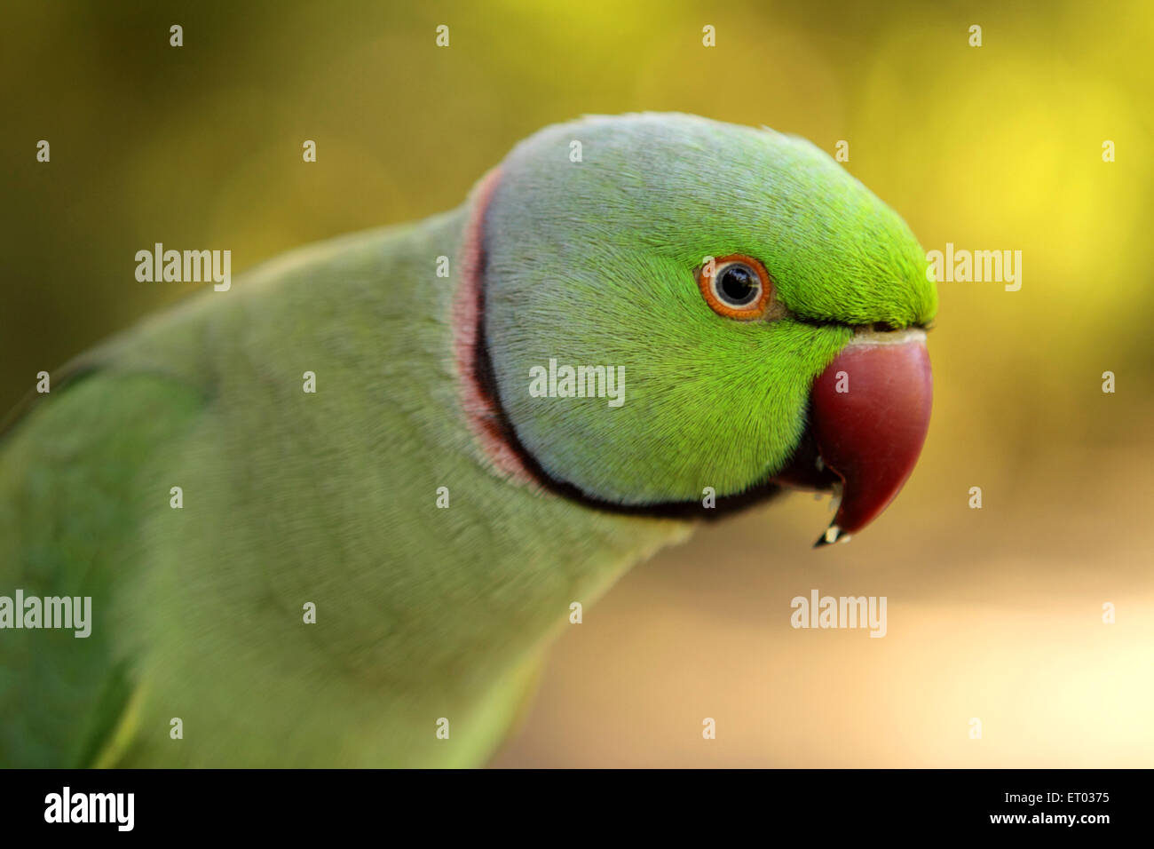 Rose ringed parakeet , Ring necked Parakeet , psittacula krameri , Nadiad , Kheda district , Gujarat , India , Asia Stock Photo