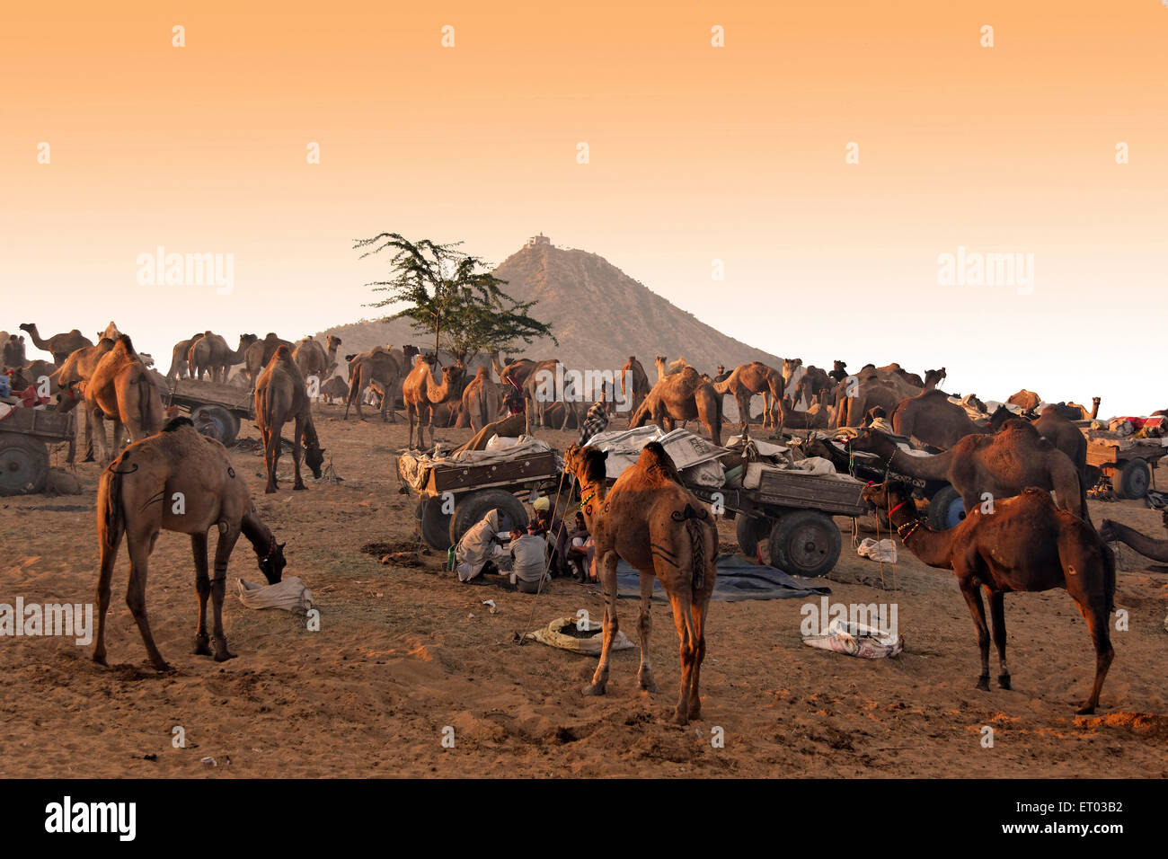 Pushkar Mela ; Rajasthan ; India Stock Photo