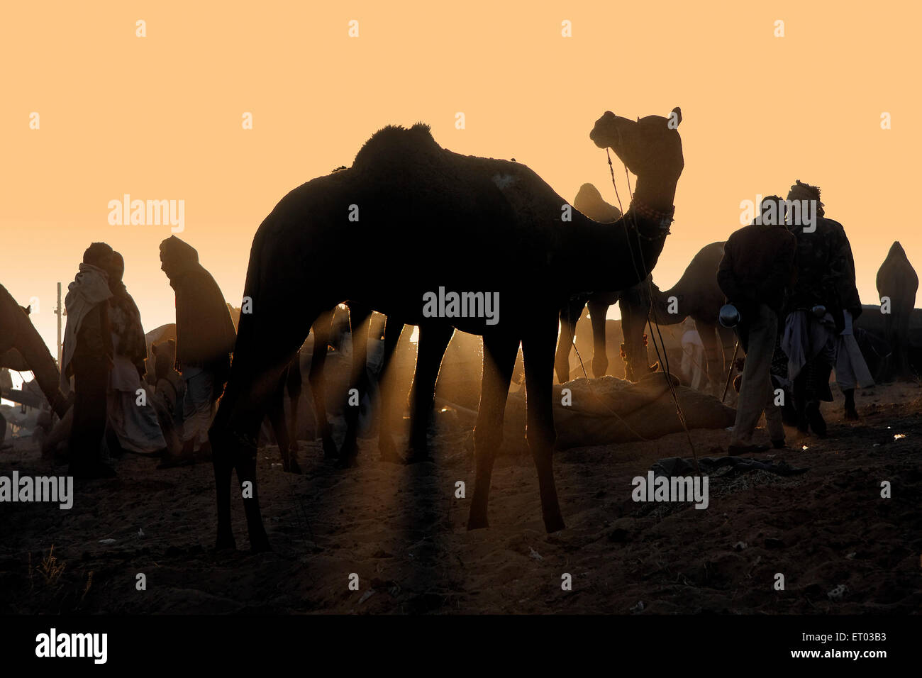 Pushkar Mela ; Rajasthan ; India Stock Photo