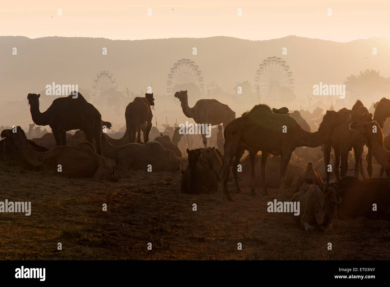 Pushkar Mela ; Rajasthan ; India Stock Photo