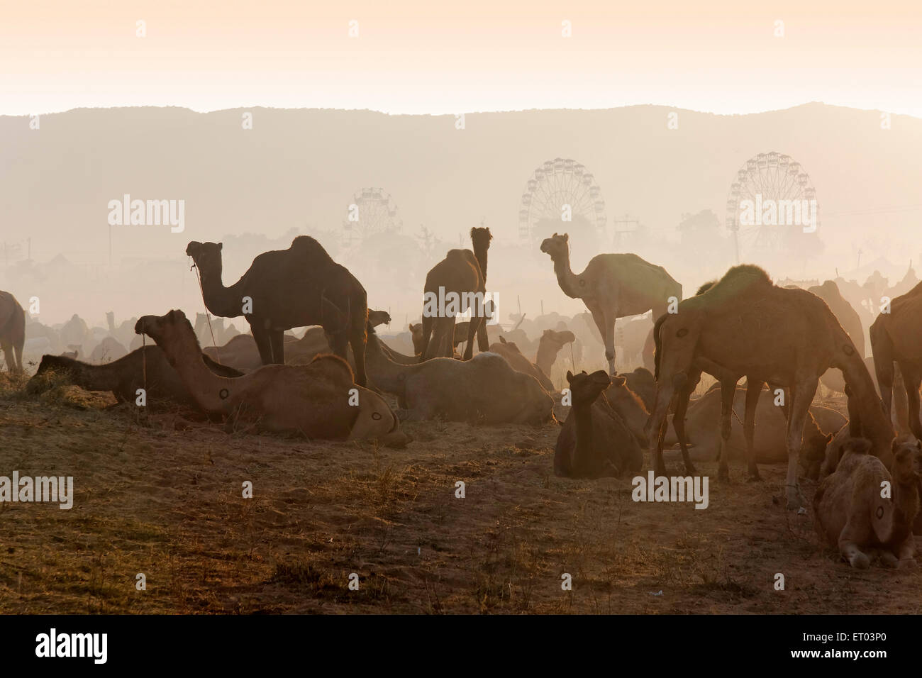 Pushkar Mela ; Rajasthan ; India Stock Photo