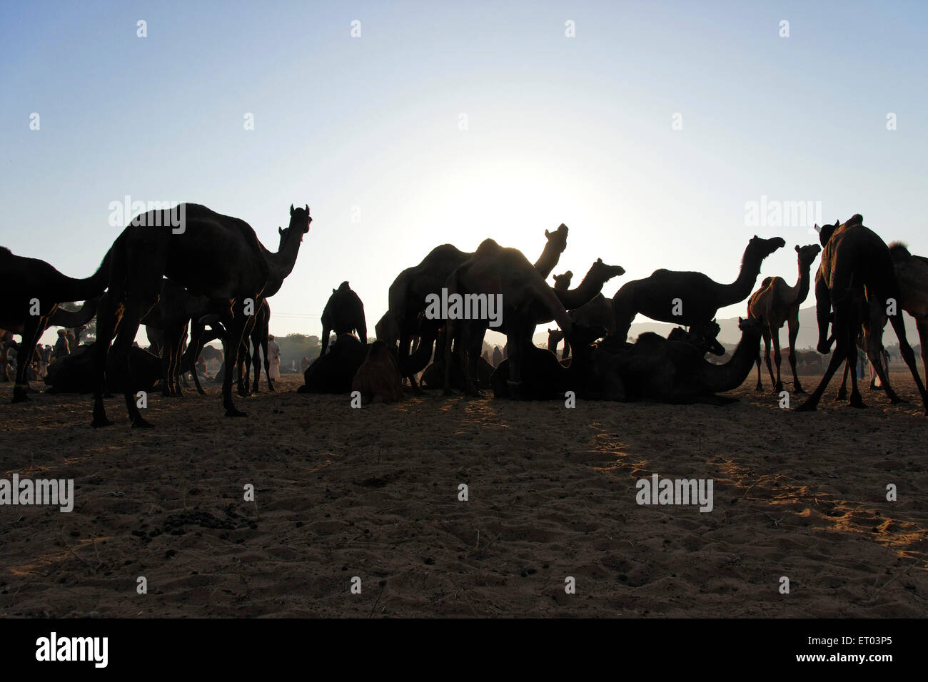 Pushkar Fair, Pushkar Mela, Pushkar Camel Fair, Kartik Mela, Pushkar ka Mela, Pushkar, Ajmer, Rajasthan, India, Asia Stock Photo