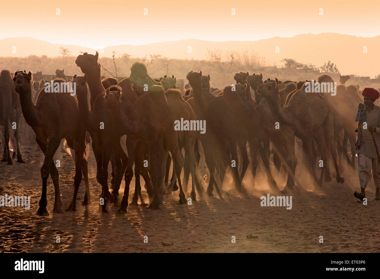 Pushkar Mela ; Rajasthan ; India Stock Photo