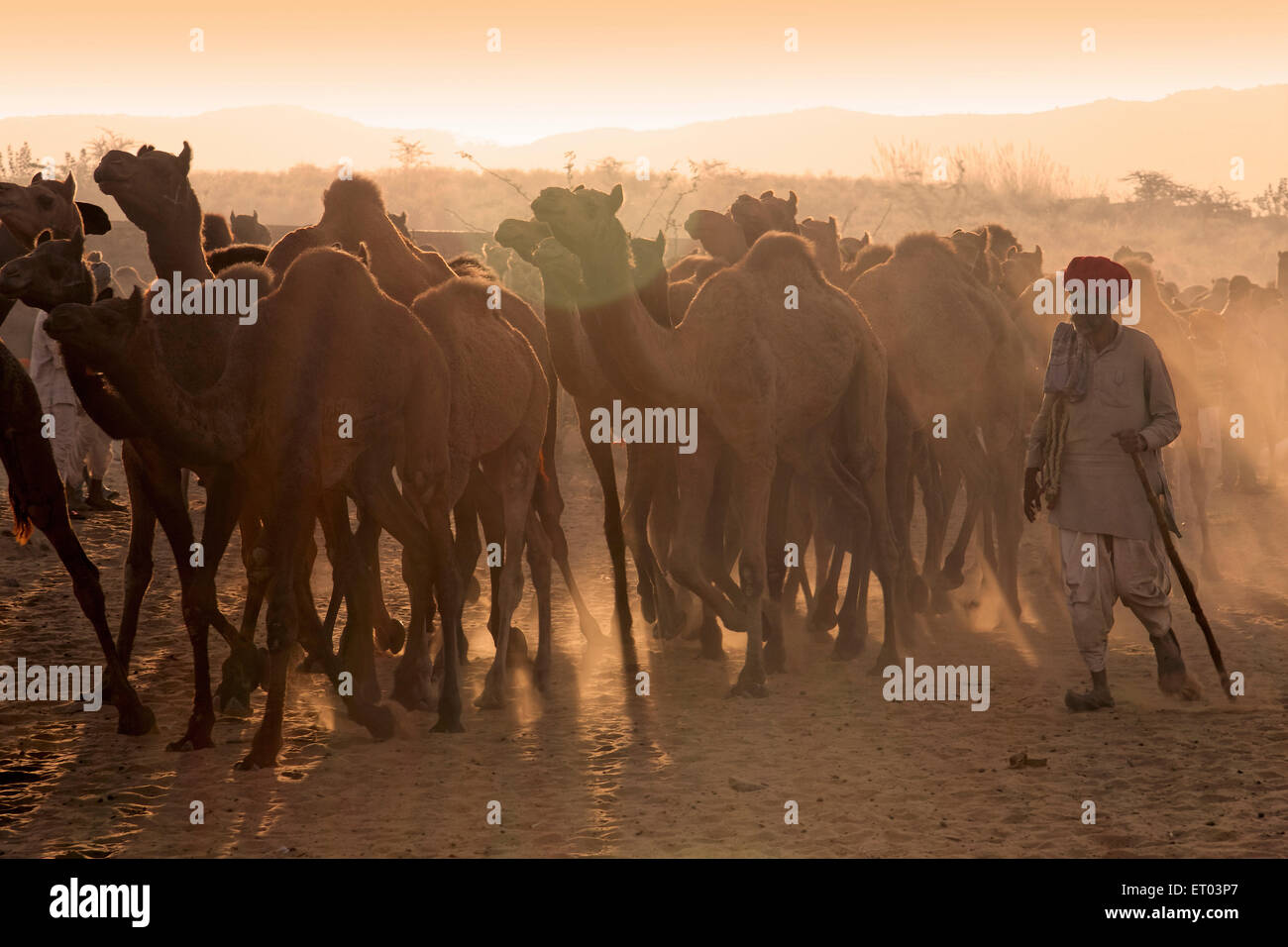 Pushkar Mela ; Rajasthan ; India Stock Photo