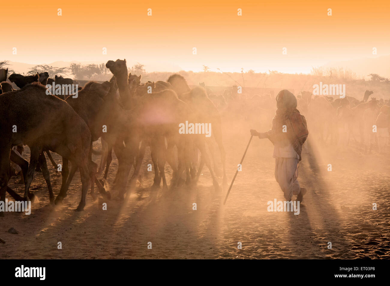 Pushkar Mela ; Rajasthan ; India Stock Photo
