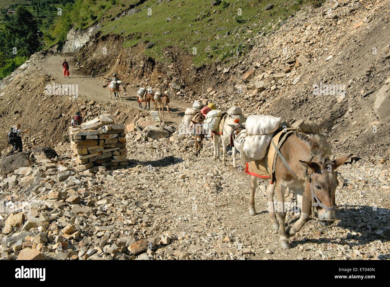 Mules carrying load , Ghode Pani , Ghorapani , Ghorepani , Ghoripani , Shikha , Ulleri , Nepal , Federal Democratic Republic of Nepal , South Asia Stock Photo