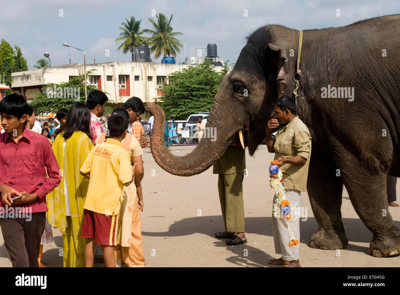 Elephant blessing man , Nanjangud , Nanjanagudu , Dakshina Kashi , Mysore district , Karnataka , India , Asia Stock Photo