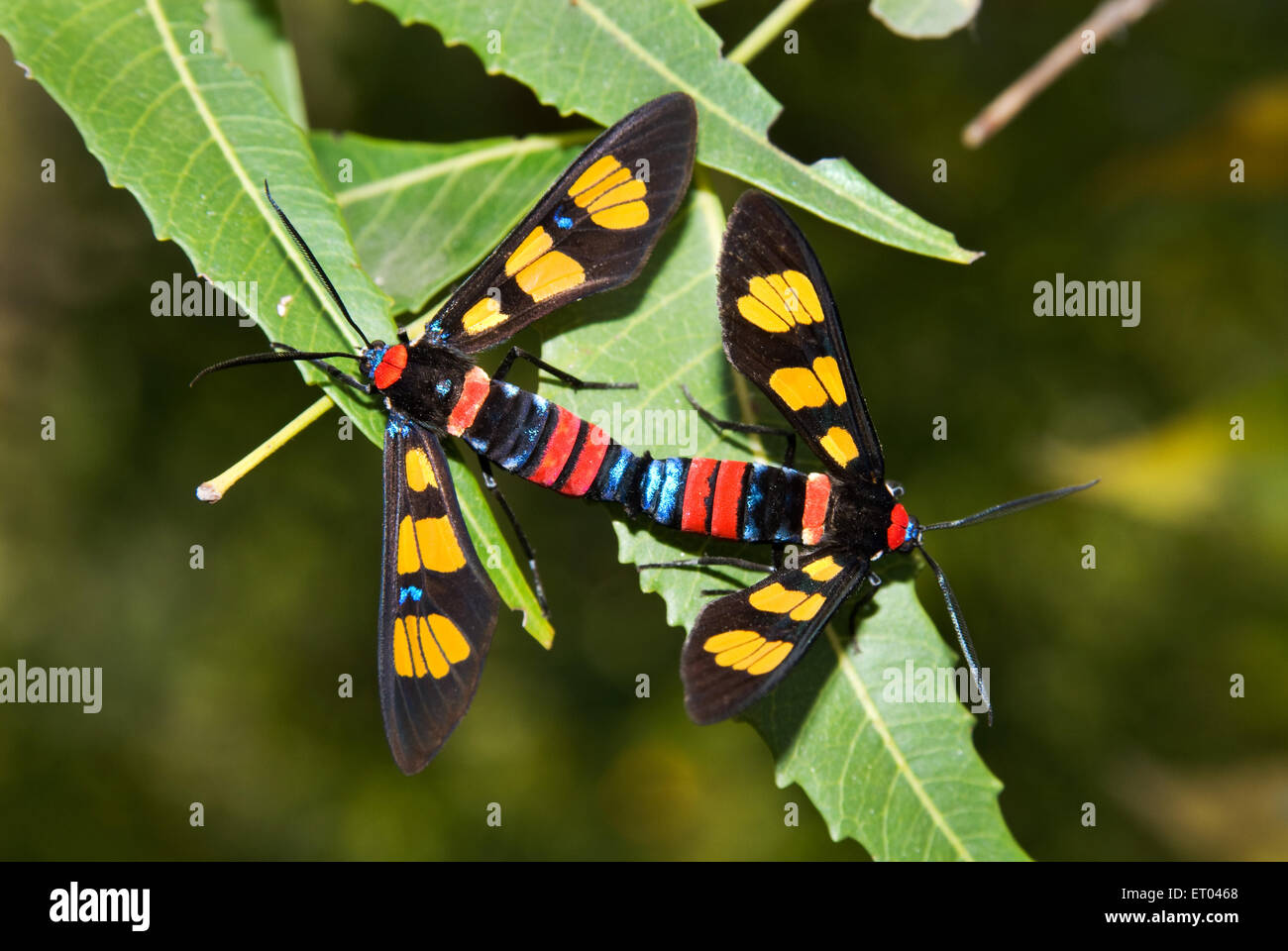 Handmaiden moth , mating , day flying moth , Euchromia polymena, Vishakhapatnam ; Andhra Pradesh ; India , Asia Stock Photo