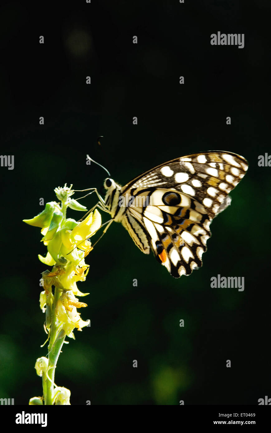 lime butterfly, lemon butterfly, lime swallowtail, chequered swallowtail, Lalbagh Botanical Garden , Bangalore , Bengaluru , Karnataka , India , Asia Stock Photo