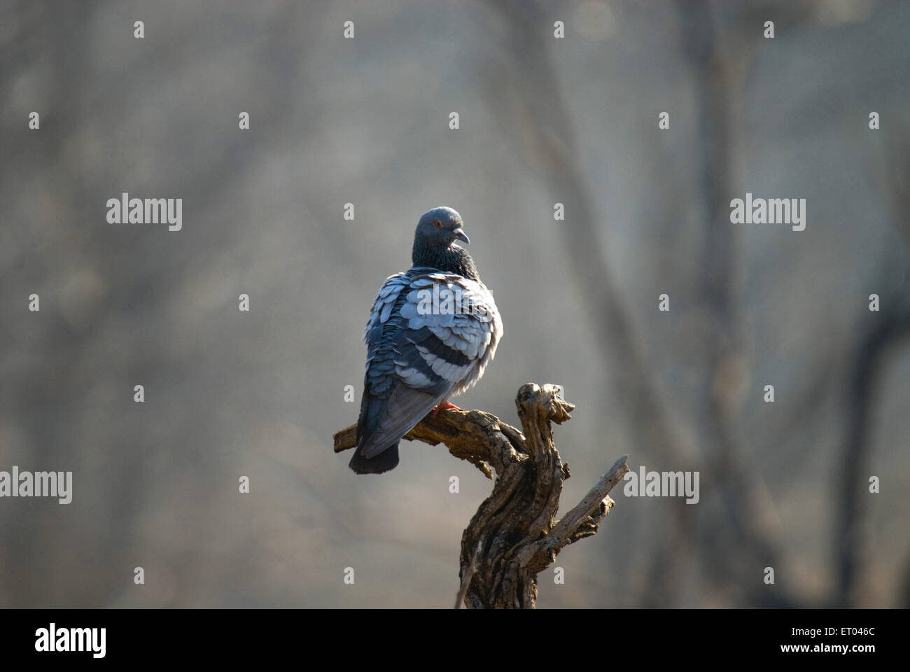 Blue rock pigeon , rock dove, rock pigeon , columba livia , Ranthambore National Park ; Sawai Madhopur, Rajasthan ; India , asia Stock Photo