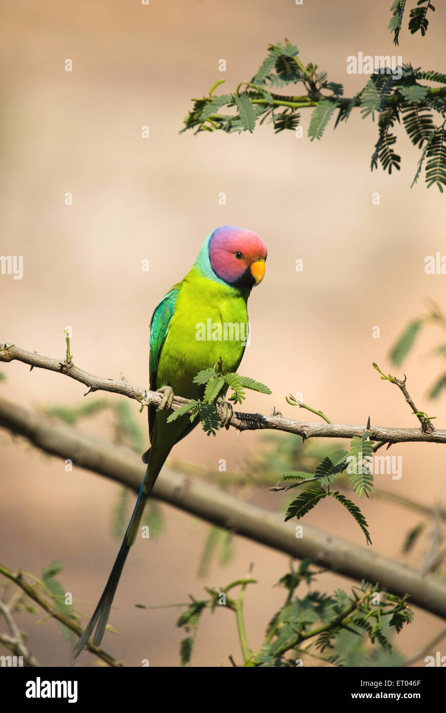 Plum headed parakeet psittacula cyanocephala ; Ranthambore national park ; Rajasthan ; India Stock Photo