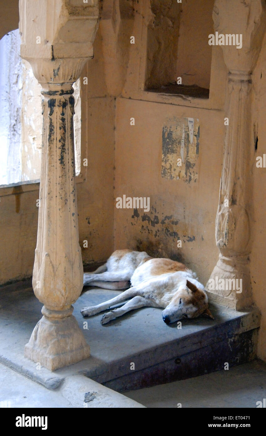 Dog sleeping ; Jaipur ; Rajasthan ; India , asia Stock Photo