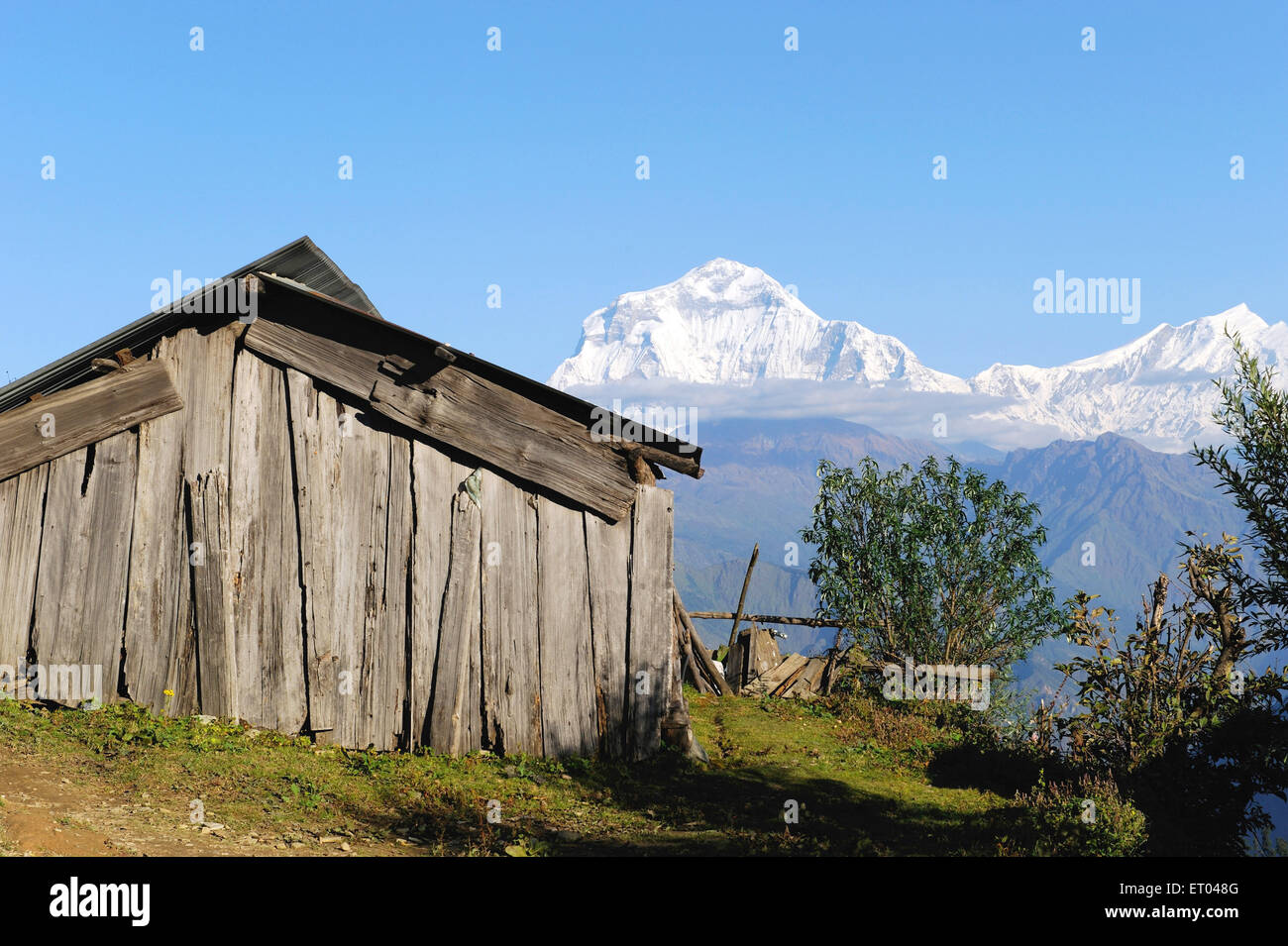 Wooden hut at dhaulagiri tukche poon hill peaks ; Ghoripani ; Nepal Stock Photo