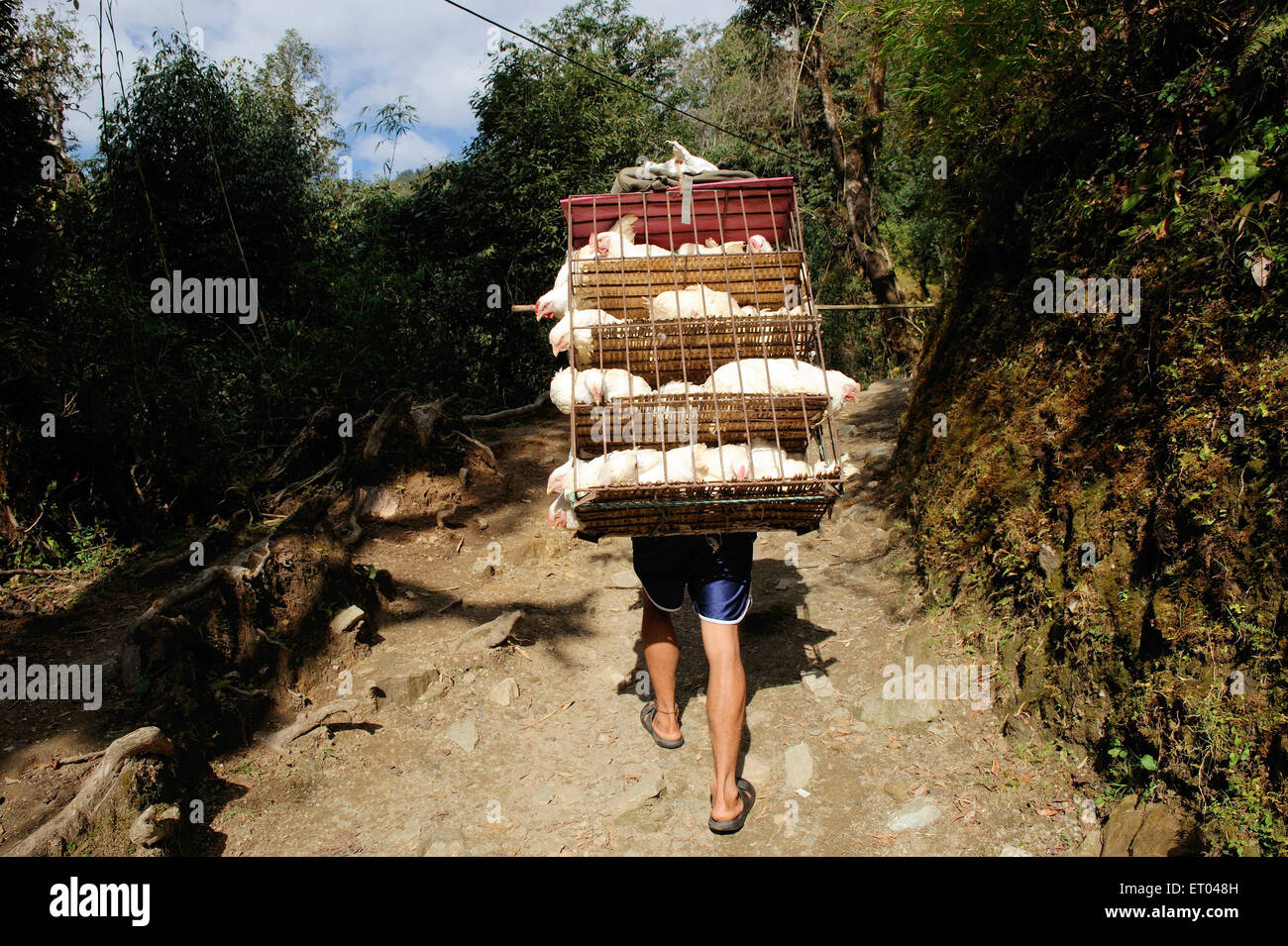 Porter carrying hens , Ghode Pani , Ghorapani , Ghorepani , Ghoripani , Shikha , Ulleri , Nepal , Federal Democratic Republic of Nepal , South Asia Stock Photo