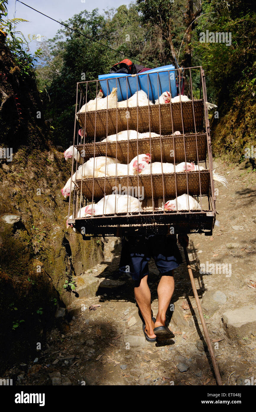 Porter carrying hens , Ghode Pani , Ghorapani , Ghorepani , Ghoripani , Shikha , Ulleri , Nepal , Federal Democratic Republic of Nepal , South Asia Stock Photo