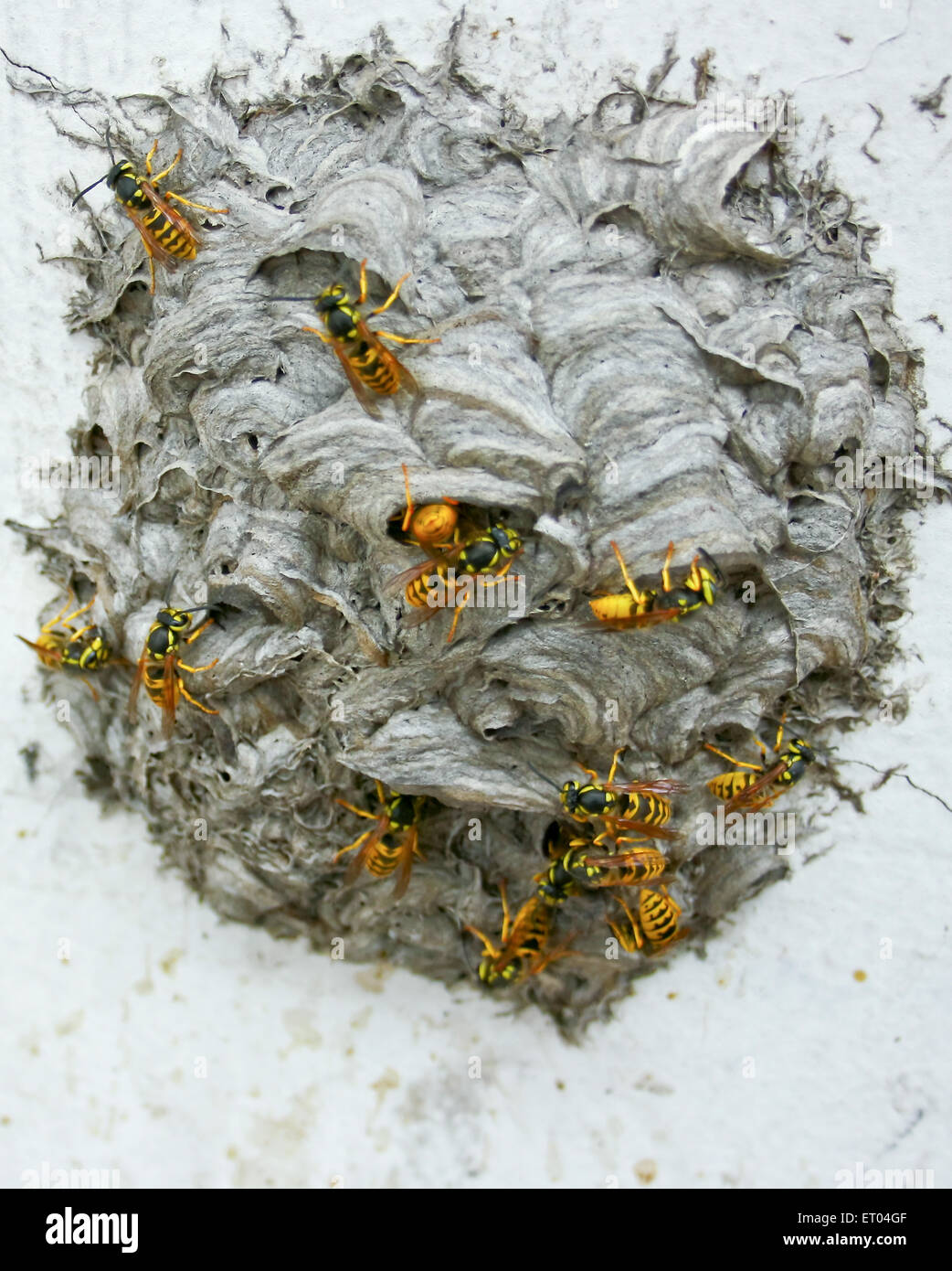 Ecil Insect Sign of wasp hi-res stock photography and images - Alamy