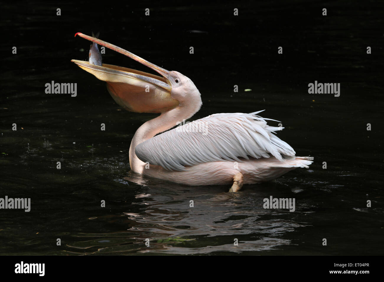 Great white pelican (Pelecanus onocrotalus), also known as the rosy pelican eating fish at Prague Zoo, Czech Republic. Stock Photo