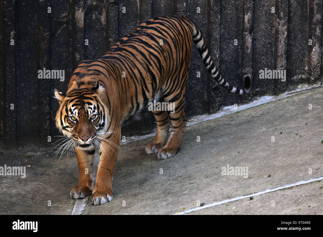 Sumatran tiger (Panthera tigris sumatrae) at Prague Zoo, Czech Republic. Stock Photo