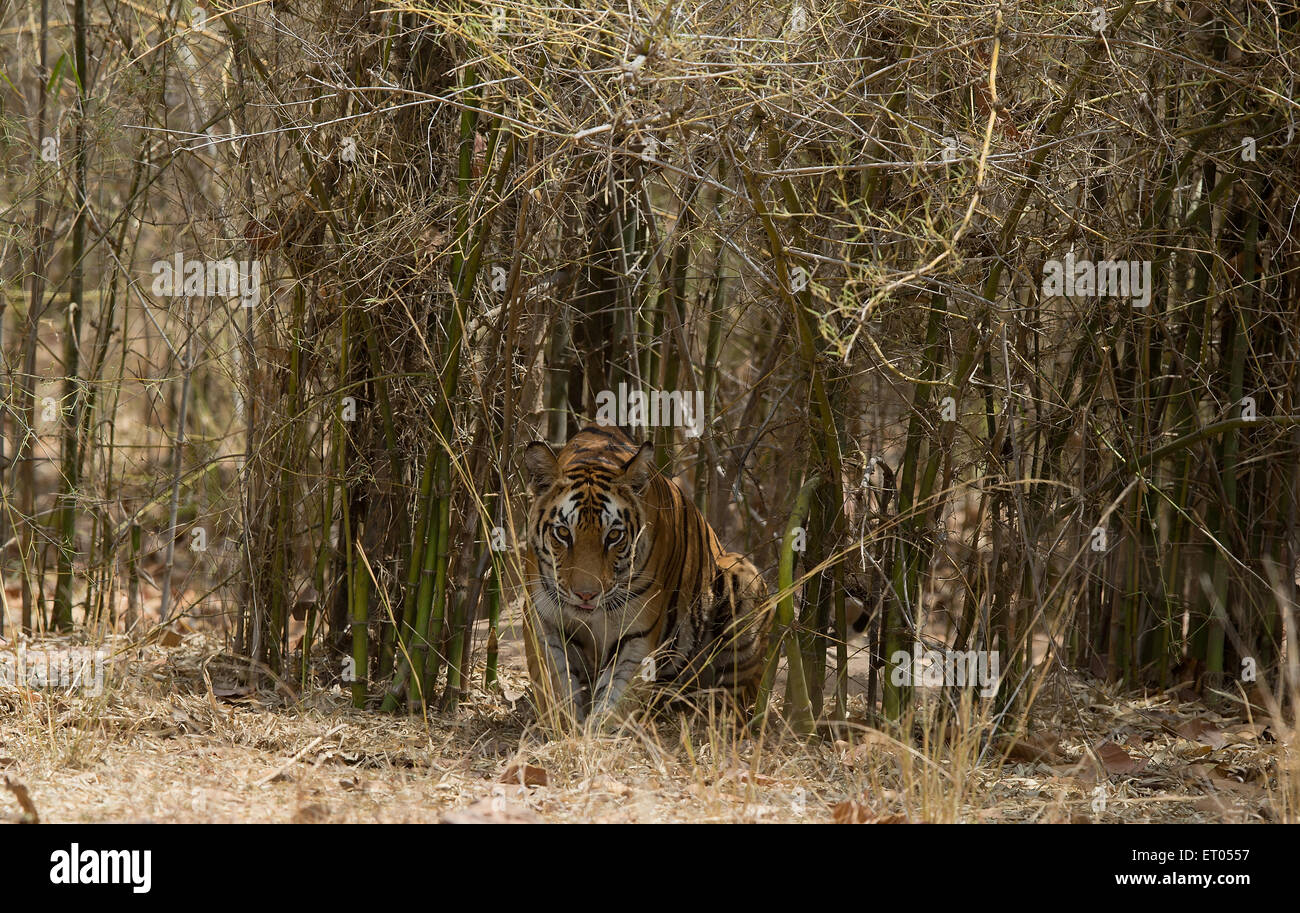 Royal Bengal Tiger walks out of bamboo forest in Bandhavgarh National Park Stock Photo Alamy
