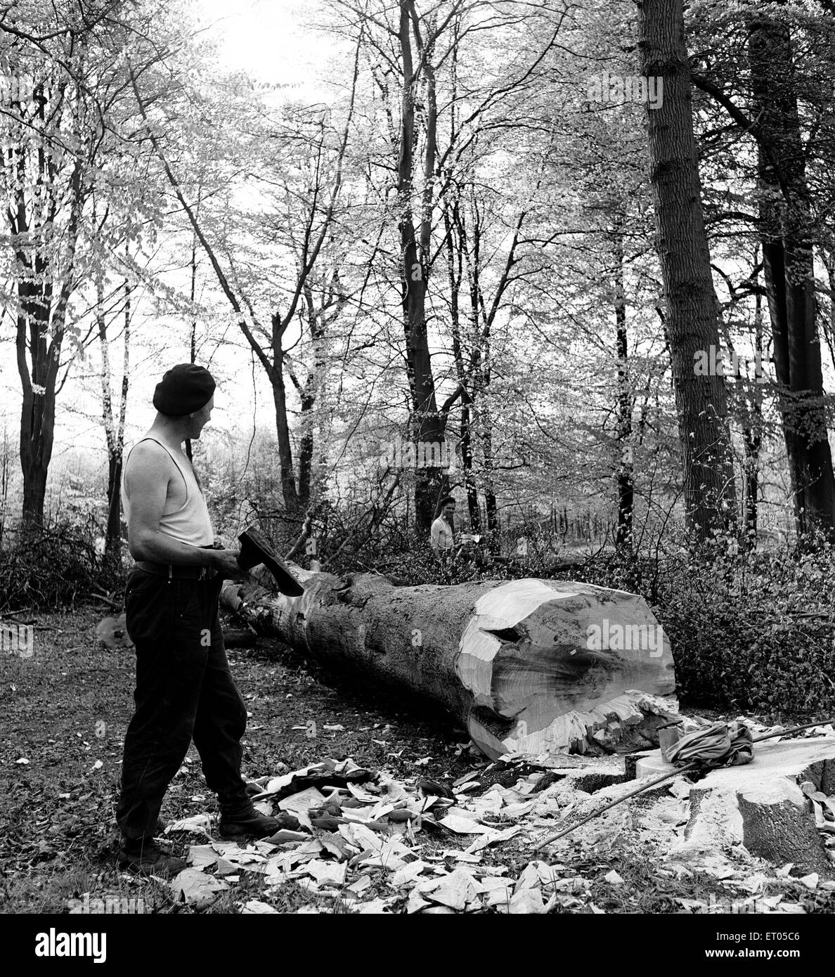 Men chopping a tree down in Ashridge Park, Hertfordshire. 18th May 1954. Stock Photo