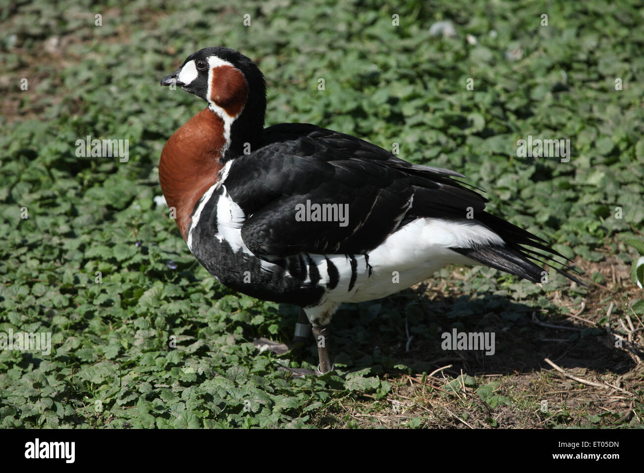 Siberia goose hires stock photography and images Alamy