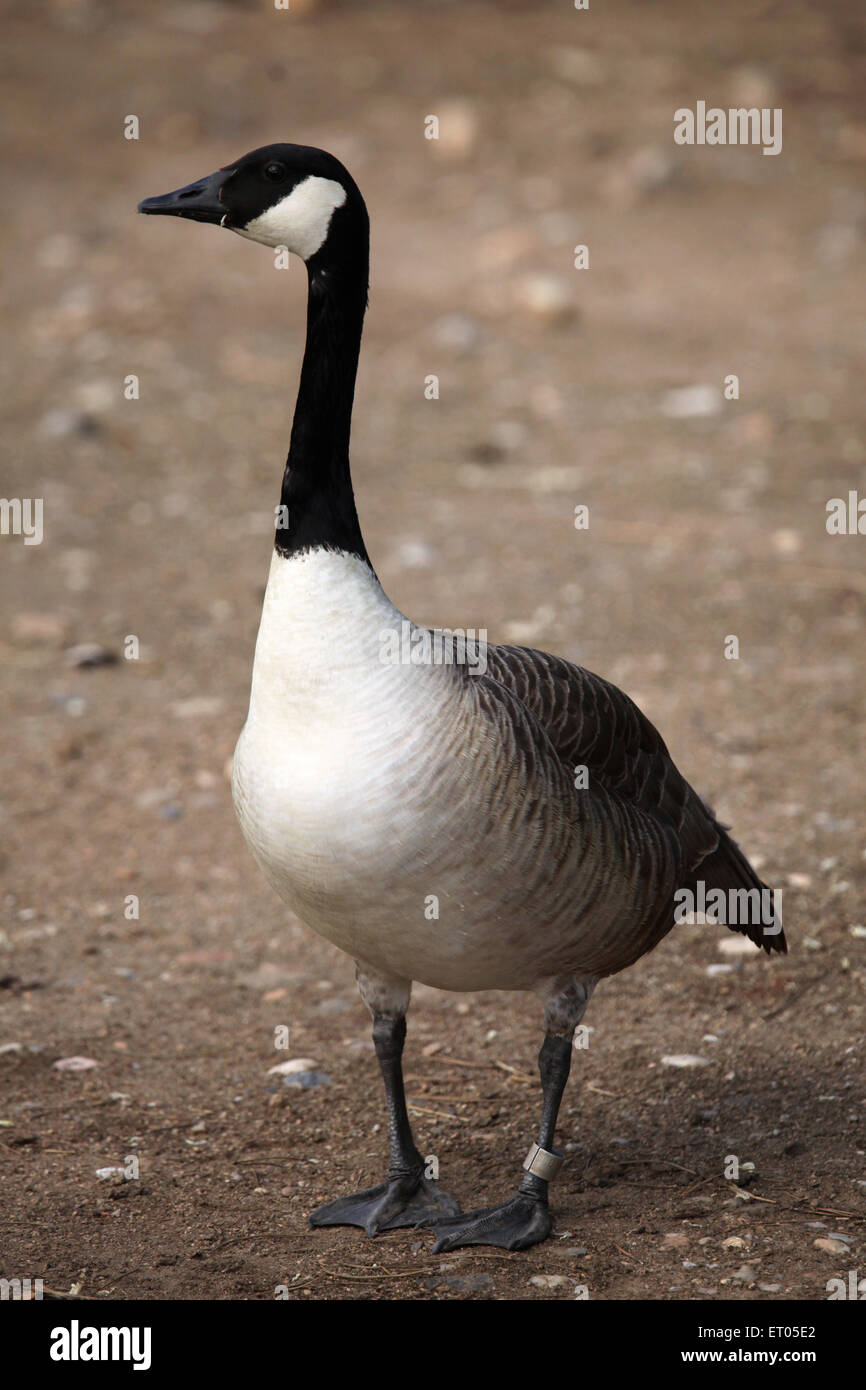 Canada goose 2025 quebec zoo