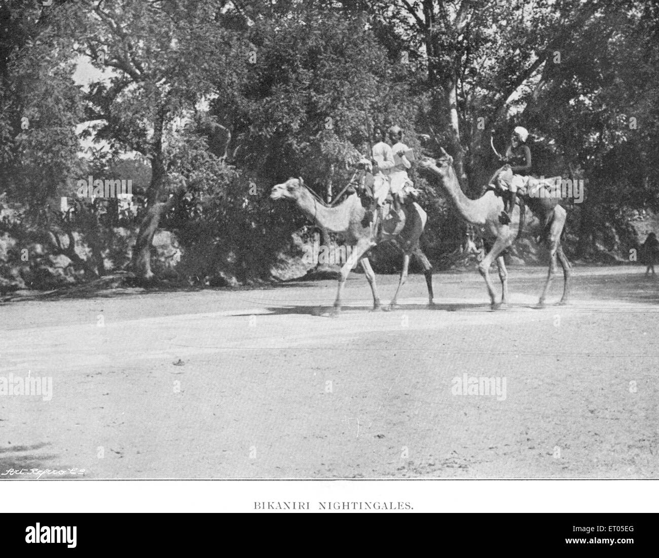Camels, Bikaner, Rajasthan, India, Asia, vintage, 1800s Stock Photo