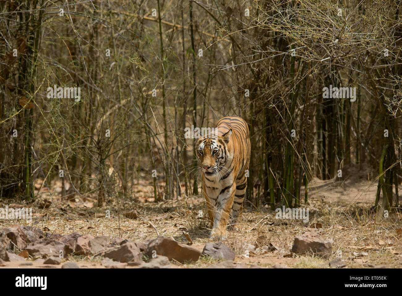 Tiger in bamboo forest hires stock photography and images Alamy