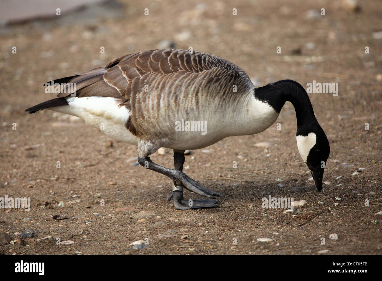 Prague eating hi-res stock photography and images - Page 8 - Alamy