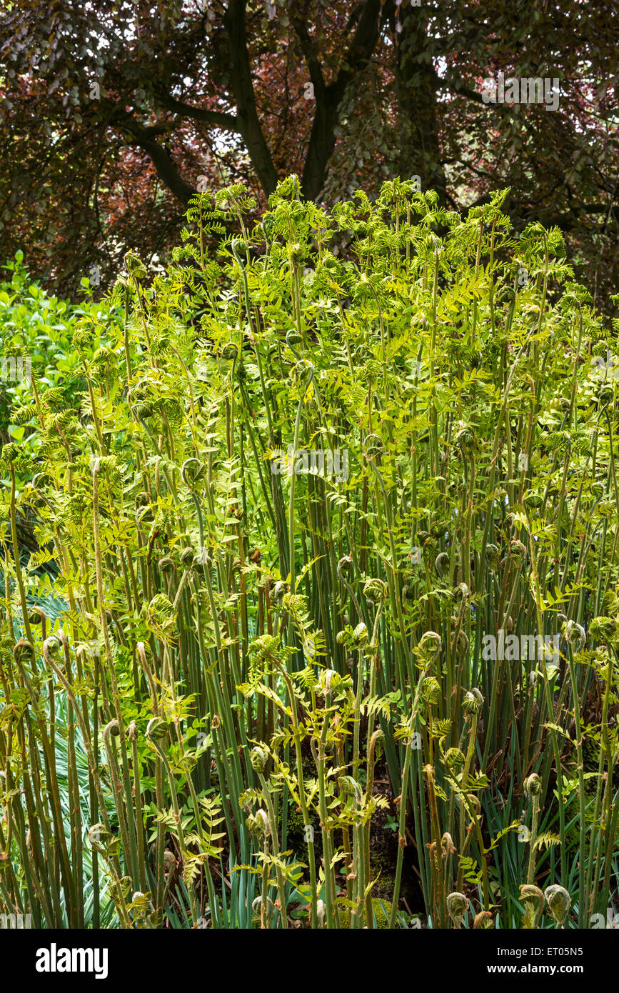 Tall new growth on a large clump of regal fern (Osmunda Regalis). Stock Photo