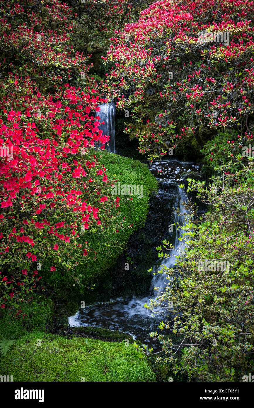 Colourful Azalea flowering beside a small waterfall at Cholmondeley castle gardens in Cheshire, England. Stock Photo