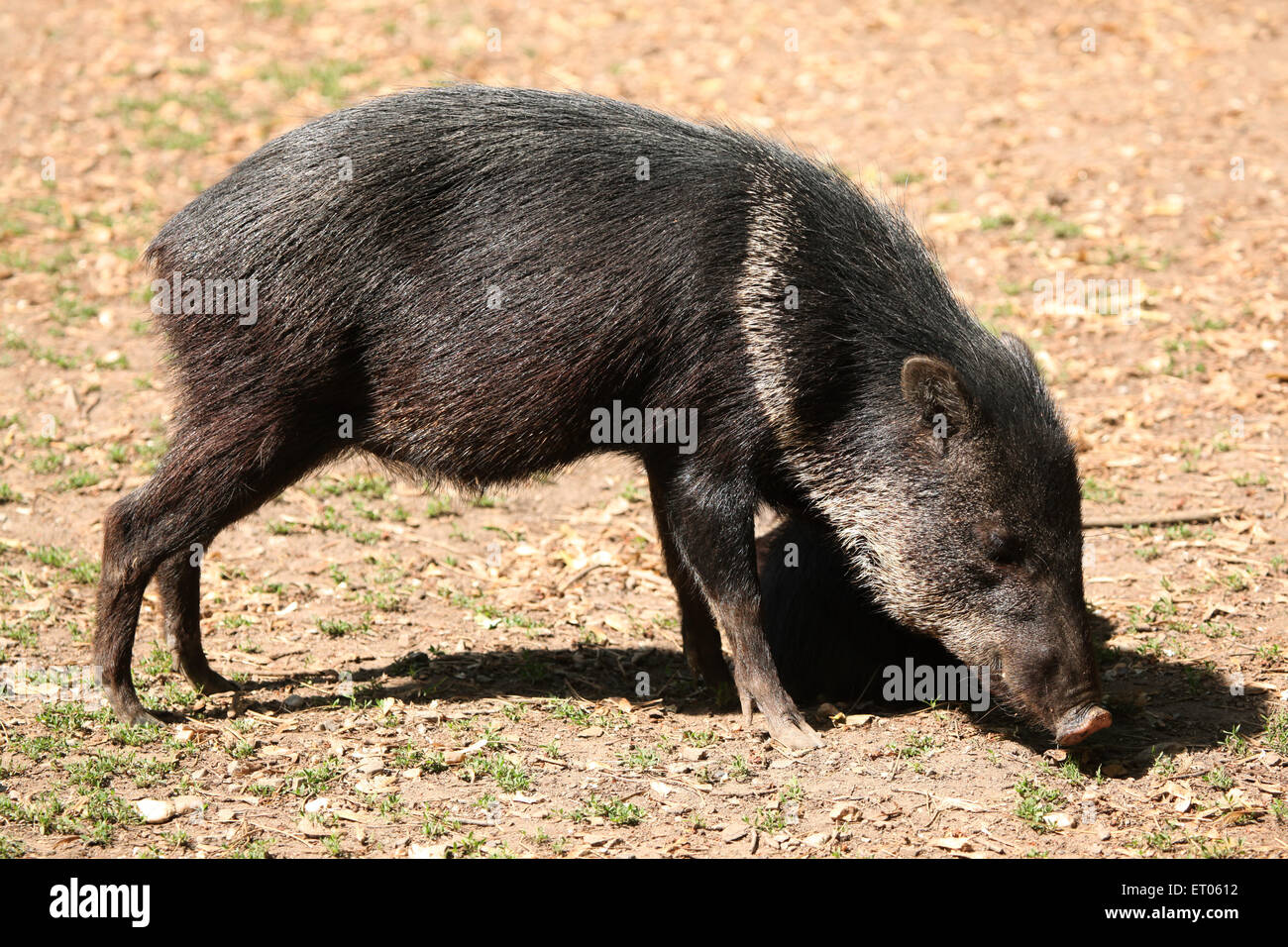 Collared peccary (Pecari tajacu) at Prague Zoo, Czech Republic. Stock Photo