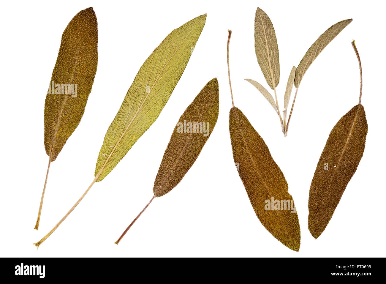 Set of dry flat leaves isolated on white background Stock Photo - Alamy