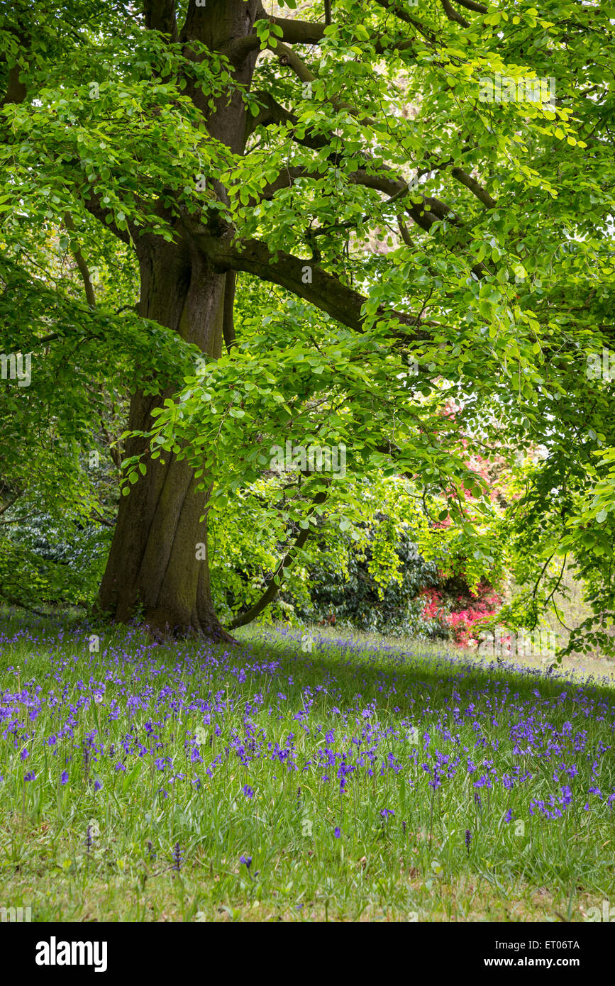 Beech tree in spring hires stock photography and images Alamy