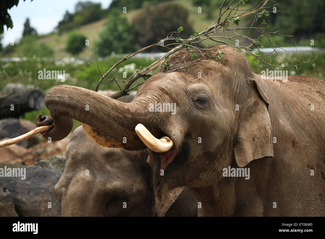 Indian elephant (Elephas maximus indicus) uses trunk to scratch its back with branch at Prague Zoo, Czech Republic. Stock Photo