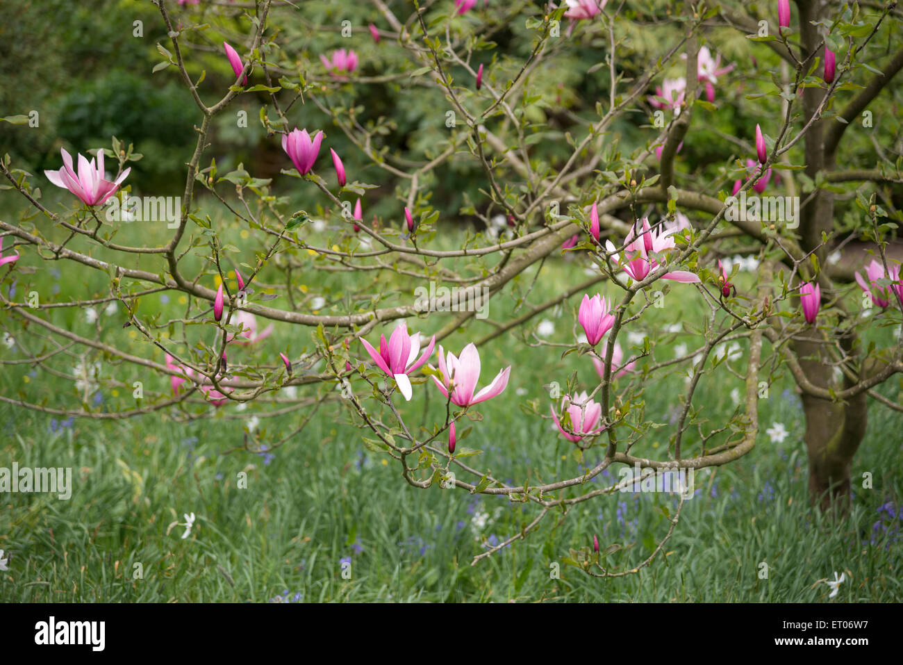 Deep pink Magnolia flowering in a spring garden. Stock Photo