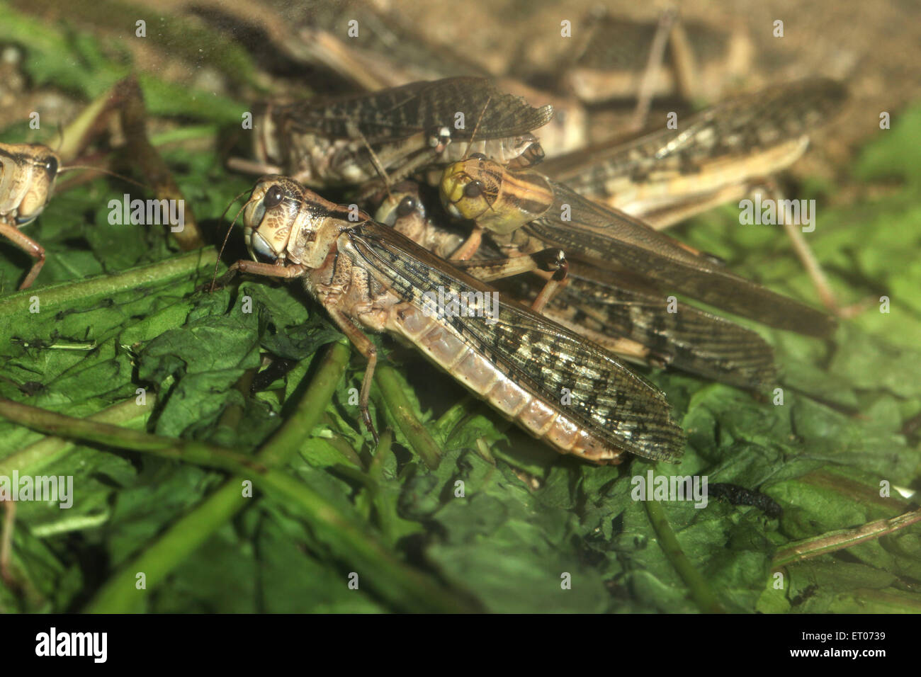 Desert locust (Schistocerca gregaria) at Prague Zoo, Czech Republic. Stock Photo