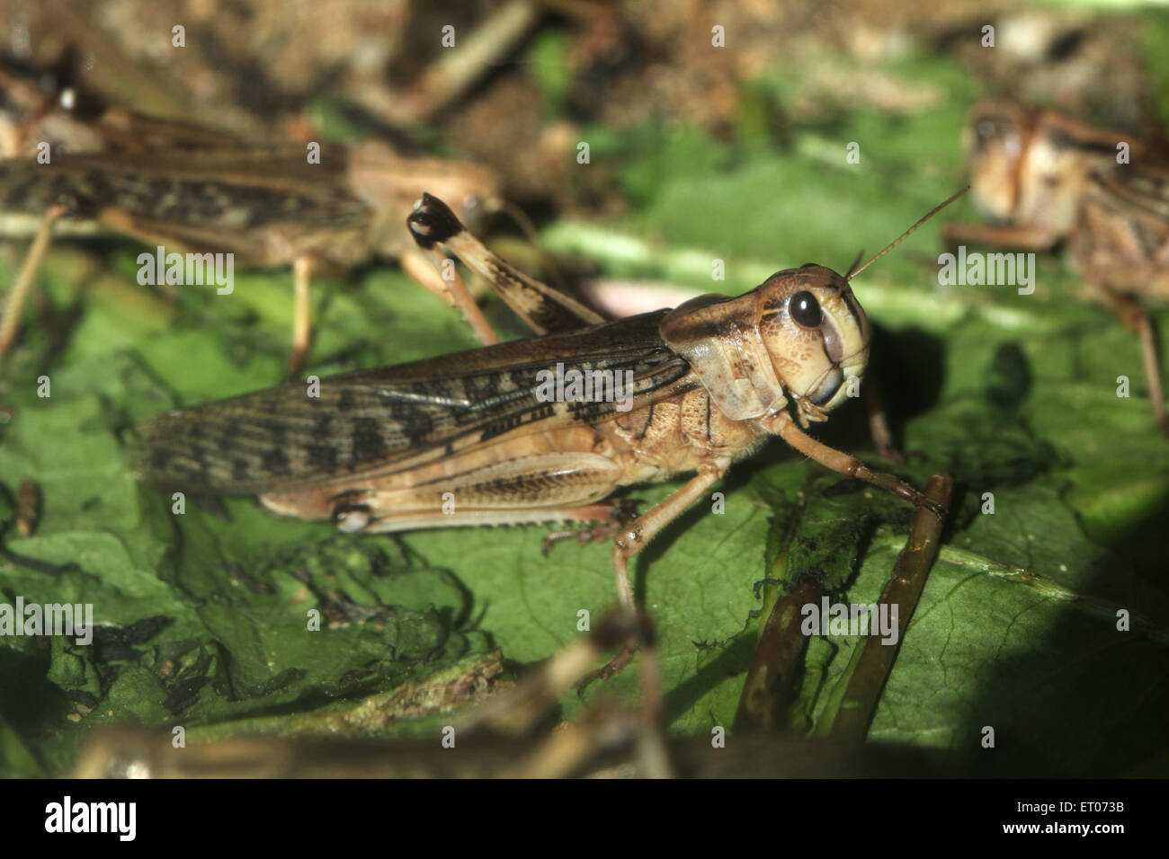 Desert locust (Schistocerca gregaria) at Prague Zoo, Czech Republic. Stock Photo